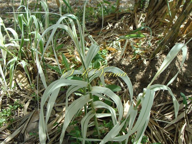 Plant with variegated leaves